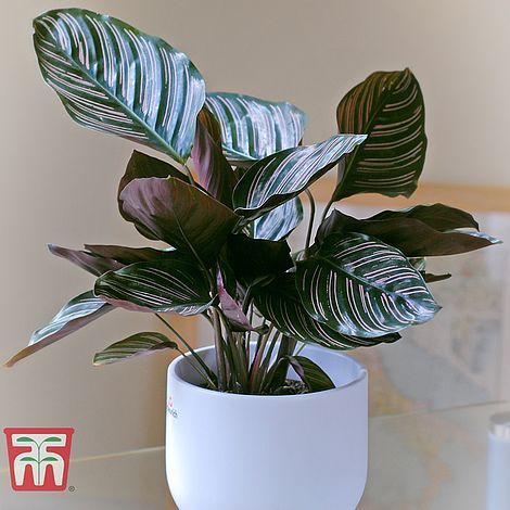 Best House Plants To Buy Online Buy Plants Online   1586274050 Cala Tka2871 B 1586274002 