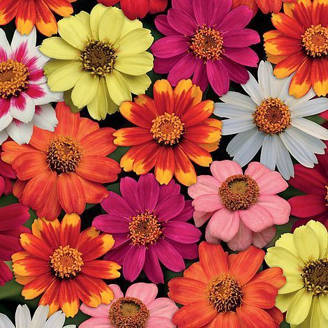 Where To Plants Online During Coronavirus Lockdown Plants Online During Coronavirus Lockdown