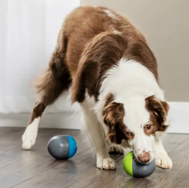 indoor dog ball