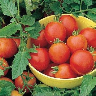 Tomato Moneymaker, 3x9cm Pots