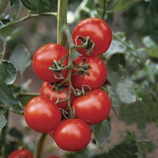 Tomato Shirley F1, 1x9cm Pot