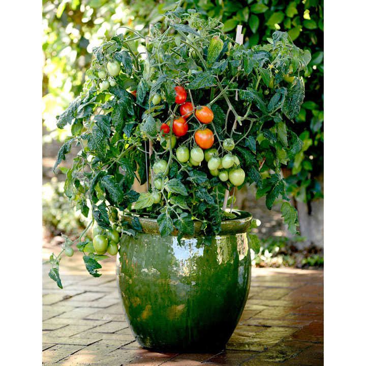 Tomato Patio Veg Plant - Little Pompeii