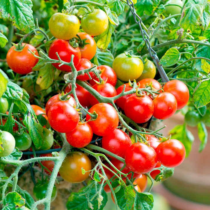 Tomato Plants - Tumbling Bella