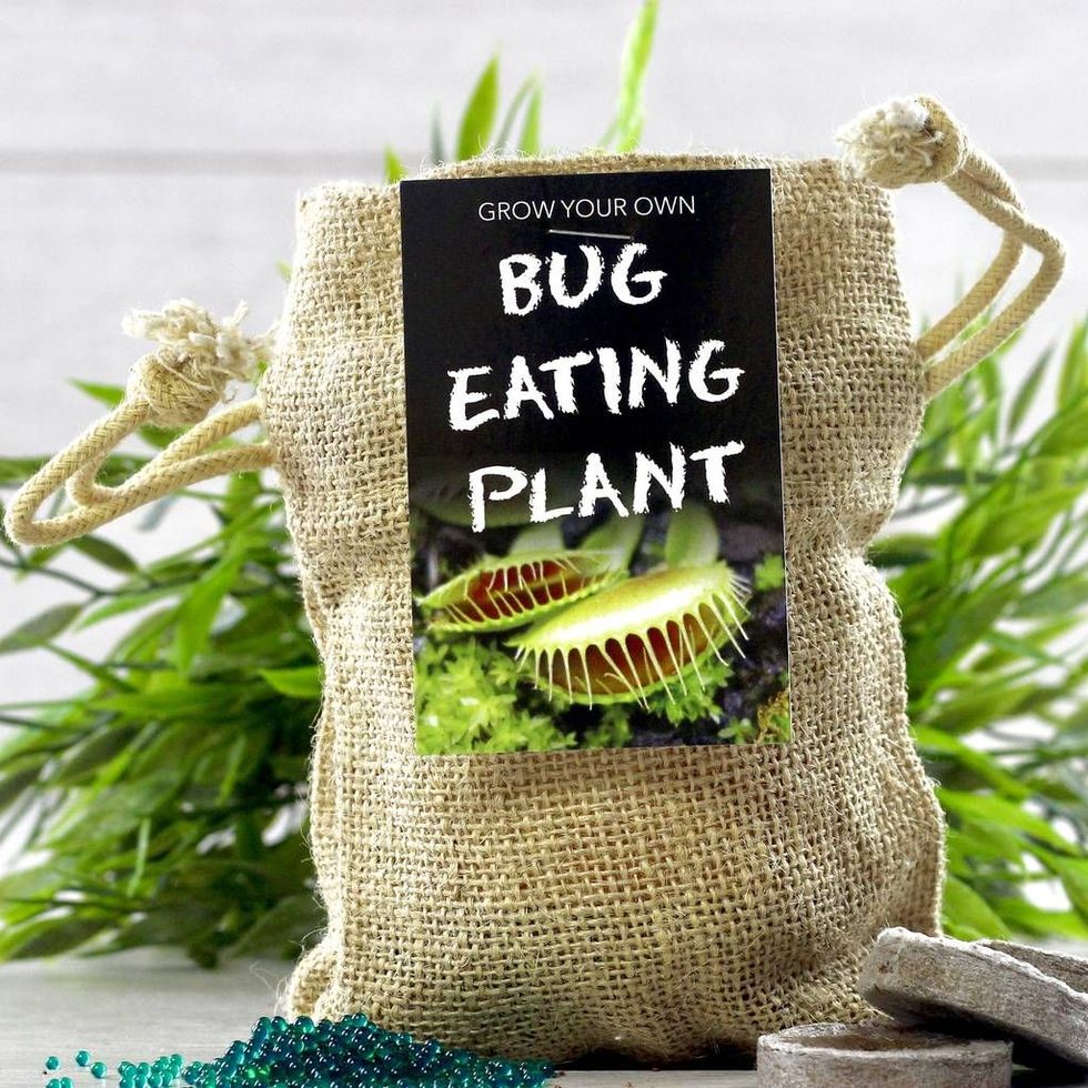 Grow Your Own Bug Eating Plant