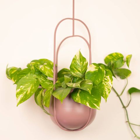 17 Best Hanging Plant Pots And Wall Planters For Indoor Spaces - Wall Pot Plant Hanging