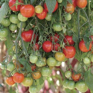Tomato Tumbling Tom Red