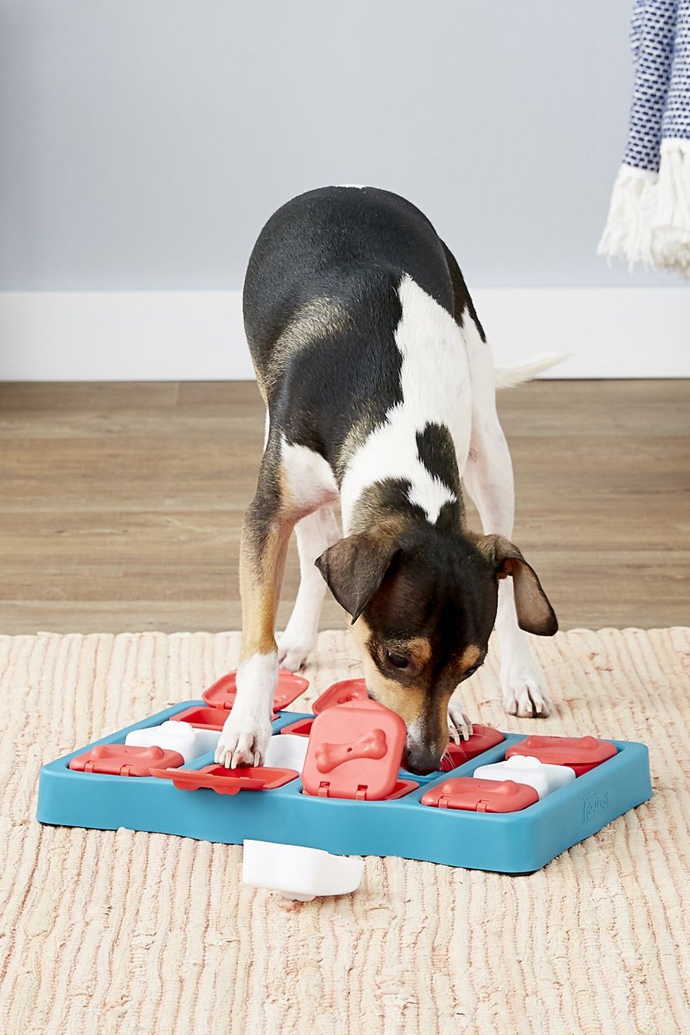 Choosing the Best Interactive Dog Toys & Food Puzzles