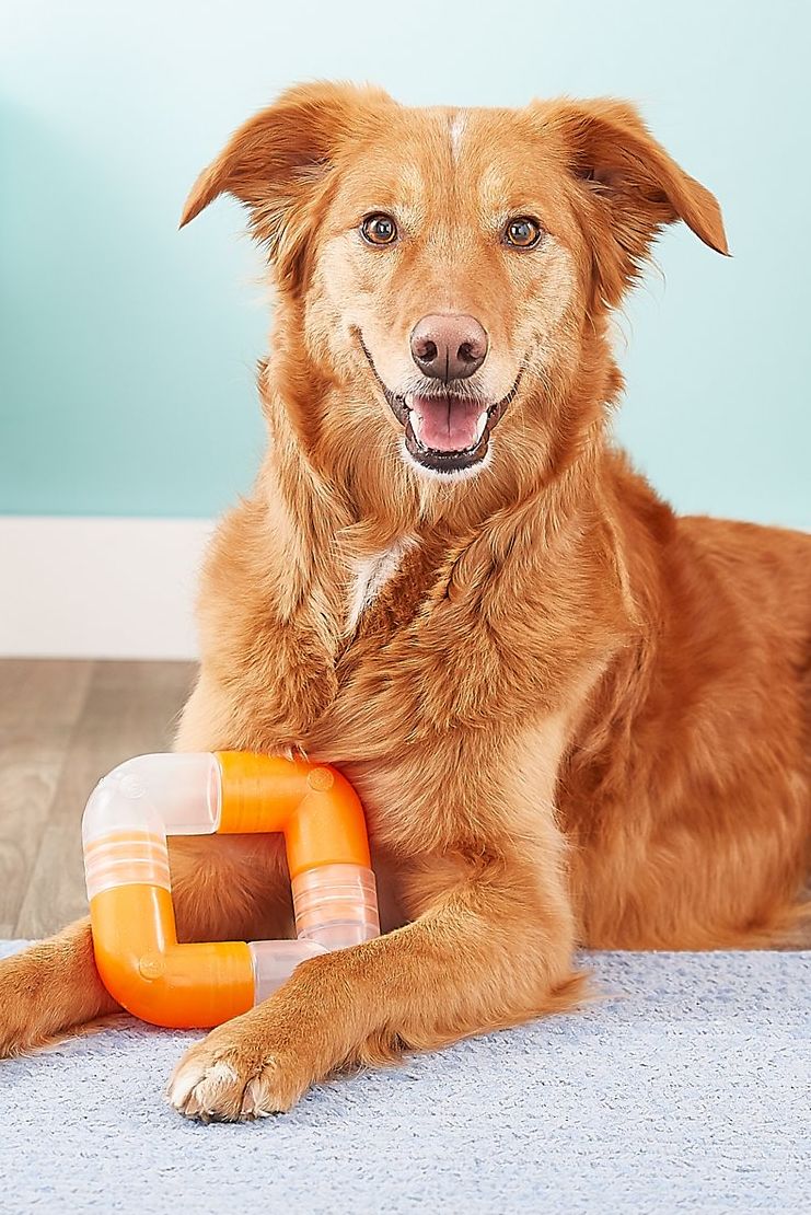 15 Best Dog Puzzle Toys - Challenging, Interactive Puzzle Toys for Dogs
