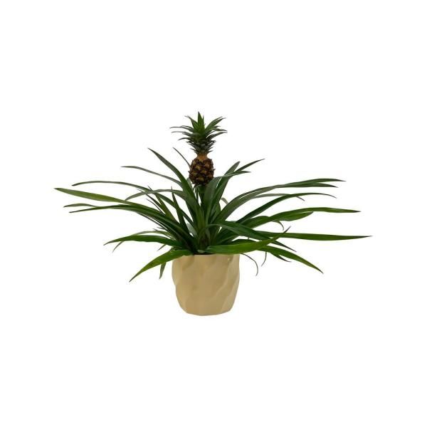 Pineapple Plant in Designer Pot