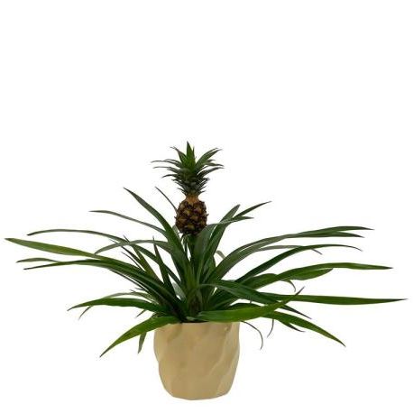 Home Depot Is Selling a Pineapple Plant to Bring the Tropical Vibe to Space