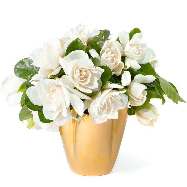 Gardenias in a Gold Vase