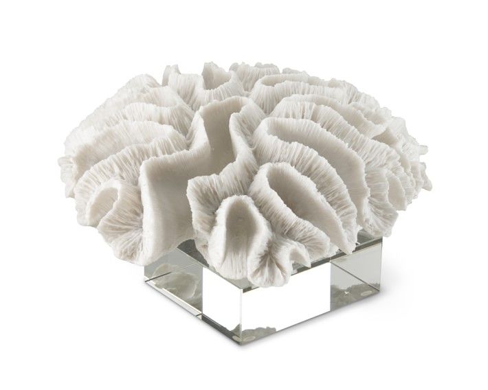 White Coral on Glass Stand