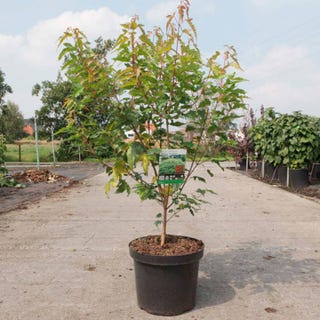 Acer ginnala Plant - Bailey Compact