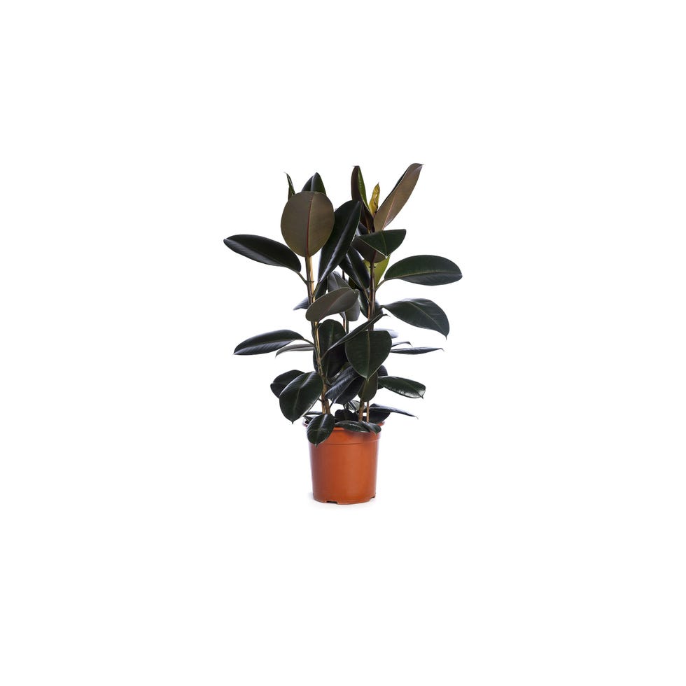 Rubber plant 