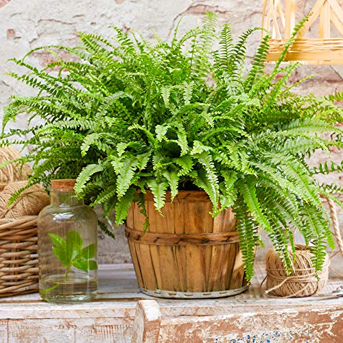 Boston fern