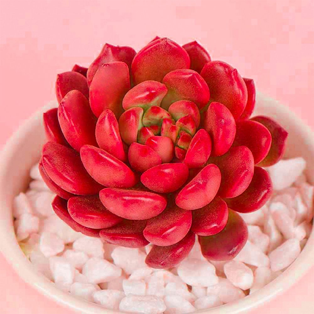 Sedeveria Pink Ruby Succulent Live Plant 