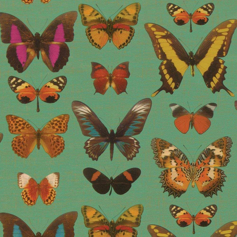 Deyrolle Butterflies Gift Wrap
