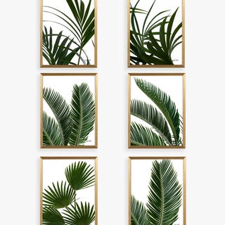 Tropical Leaves Framed Prints & Mounts, Set of 6
