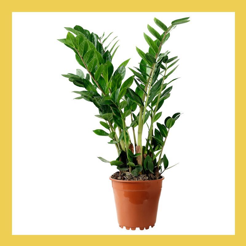 ZAMIOCULCAS Potted plant