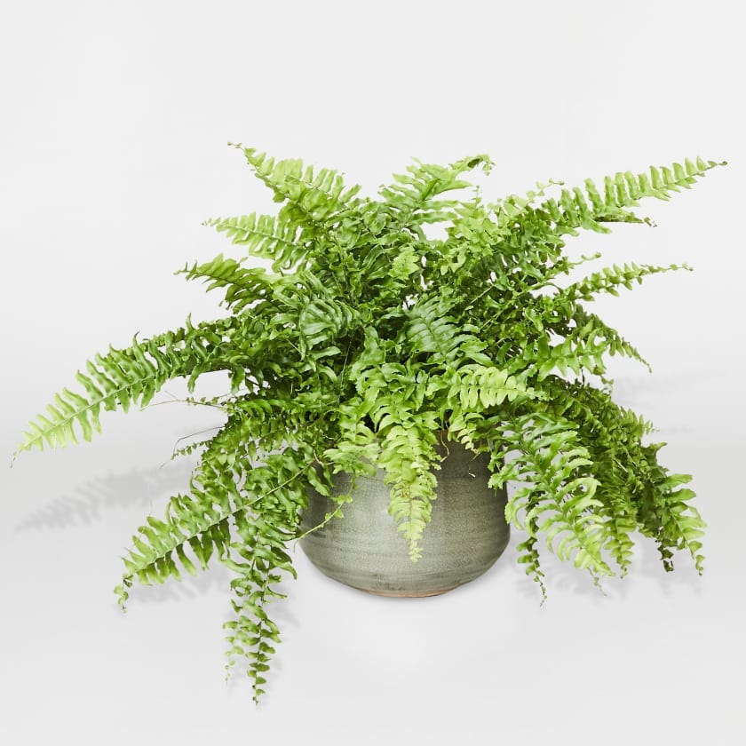 Boston Fern
