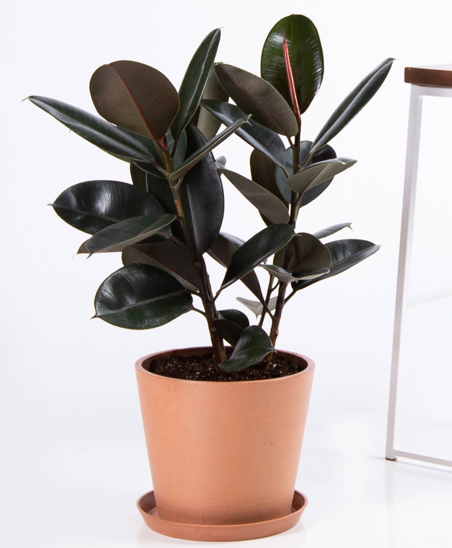 35 Best Indoor Plants For Apartments Best Houseplants For Apartment Dwellers