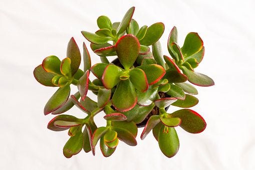 Jade Jade