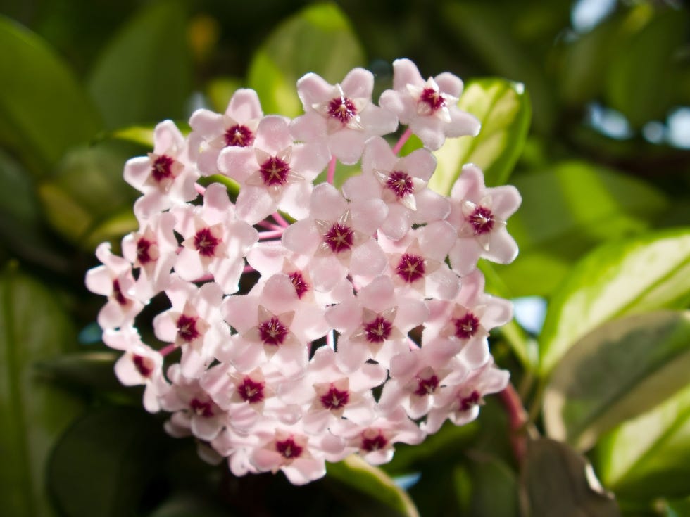 Hoya Carnosa Variegata Hoya Carnosa Variegata