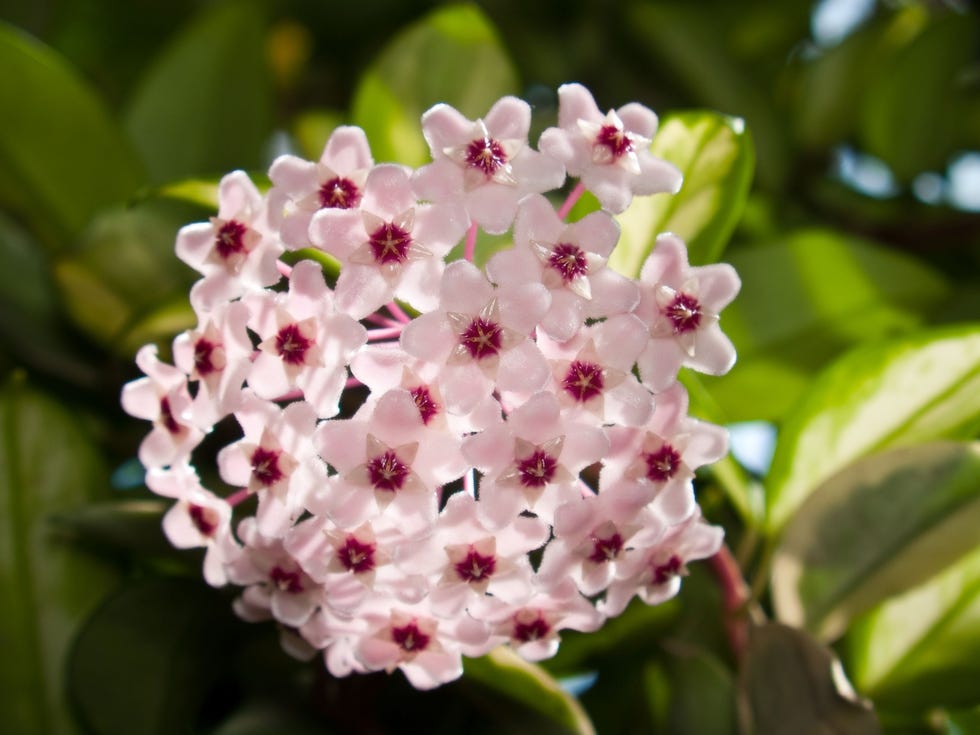 Hoya Carnosa Variegata