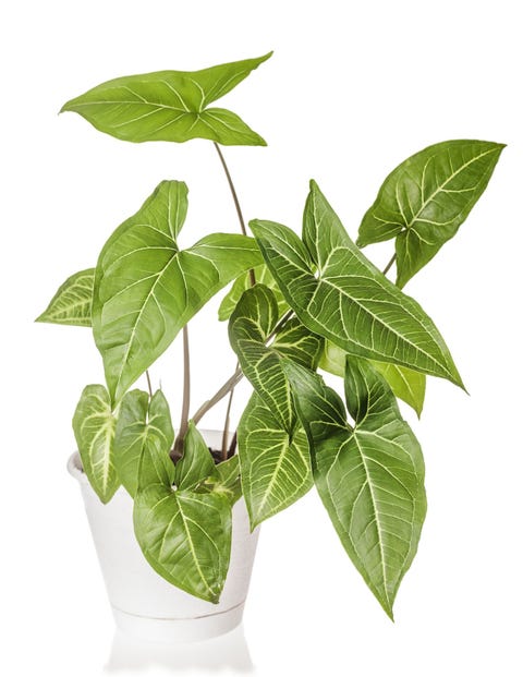 35 Best Indoor Plants For Apartments — Best Houseplants For Apartment Dwellers 7921