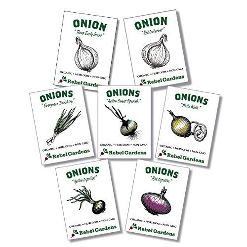 Organic Onion Seeds