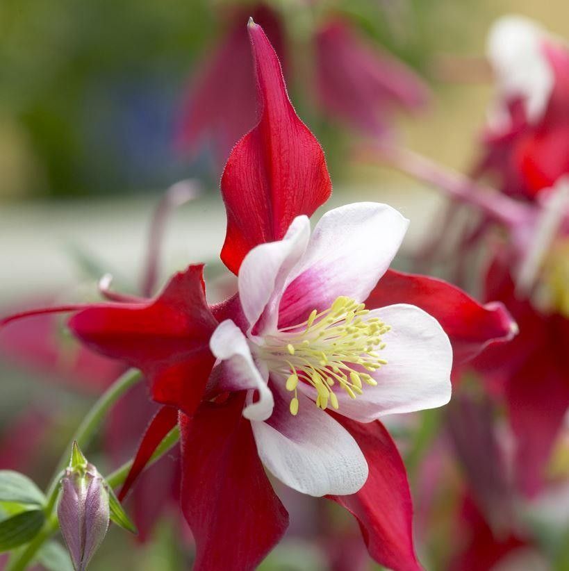 Rachel de Thame's Top Colourful Plants For A Summer Garden
