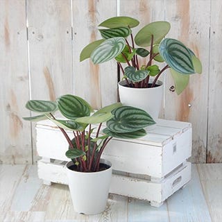 インテリアとして活躍 観葉植物 のオシャレな取り入れ方 インテリアとして活躍 観葉植物 のオシャレな取り入れ方
