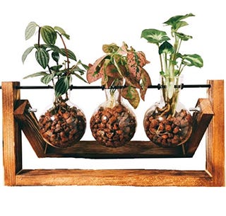 インテリアとして活躍 観葉植物 のオシャレな取り入れ方 インテリアとして活躍 観葉植物 のオシャレな取り入れ方