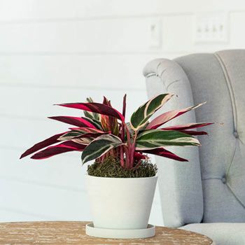 10 Best Online Plant Shops — Where to Buy Plants Online