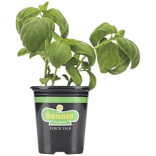 Sweet Basil Plant