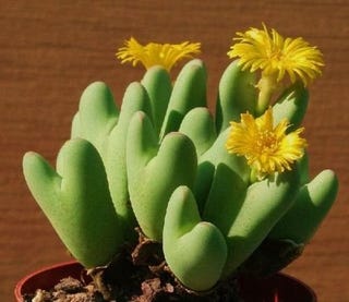 These Heart-Shaped Succulents Grow Flowers From Their Centers