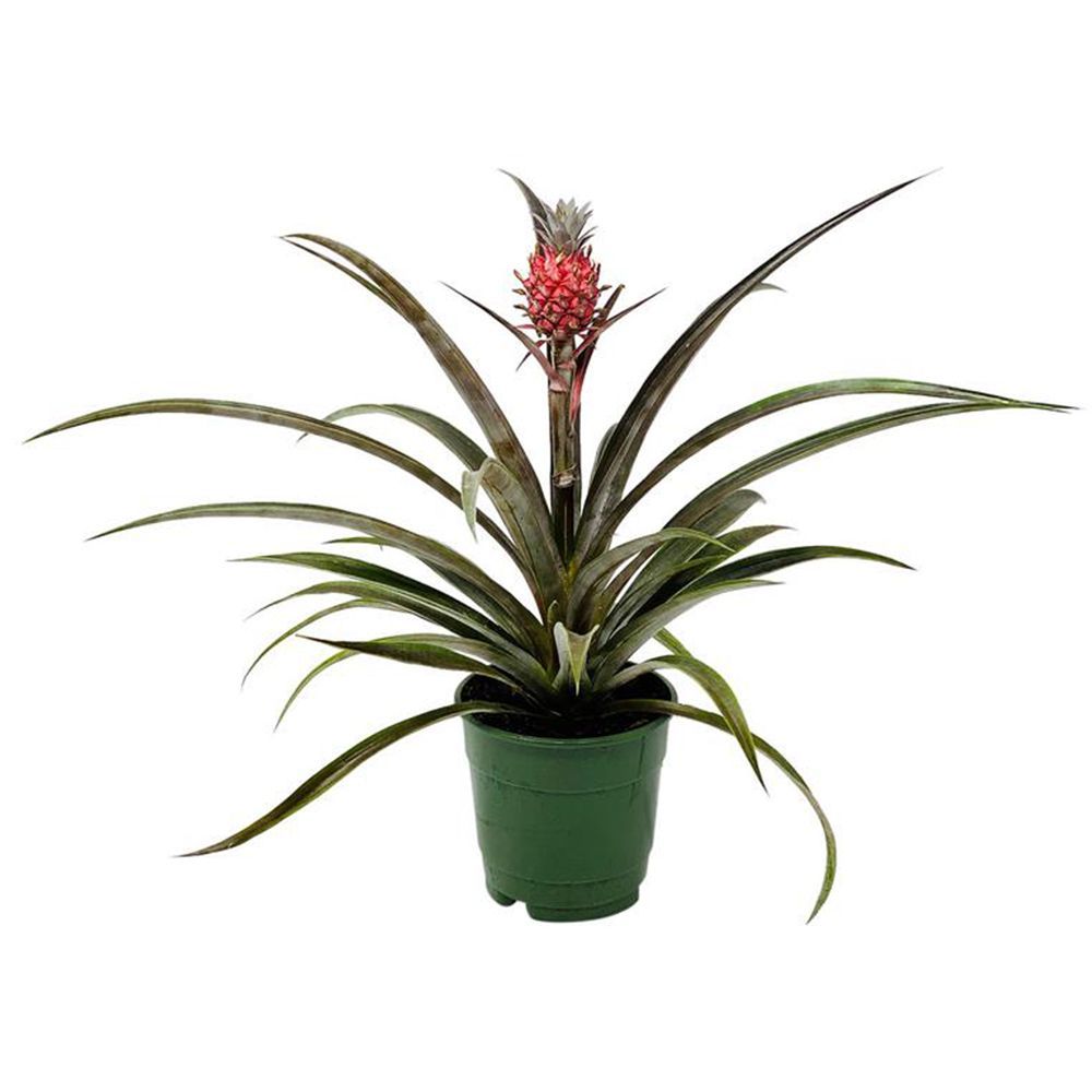 Brazilian Red Pineapple Plant