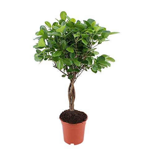 Pianta d'appartamento da Botanicly – Ficus elastica – Altezza: 70 cm