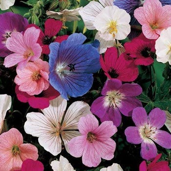 20 Best Indoor Flowering Plants - Easiest Flowers to Grow Indoors