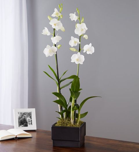 vice versa robbery Veil 20 Best Indoor Flowering Plants - Easiest Flowers to Grow Indoors