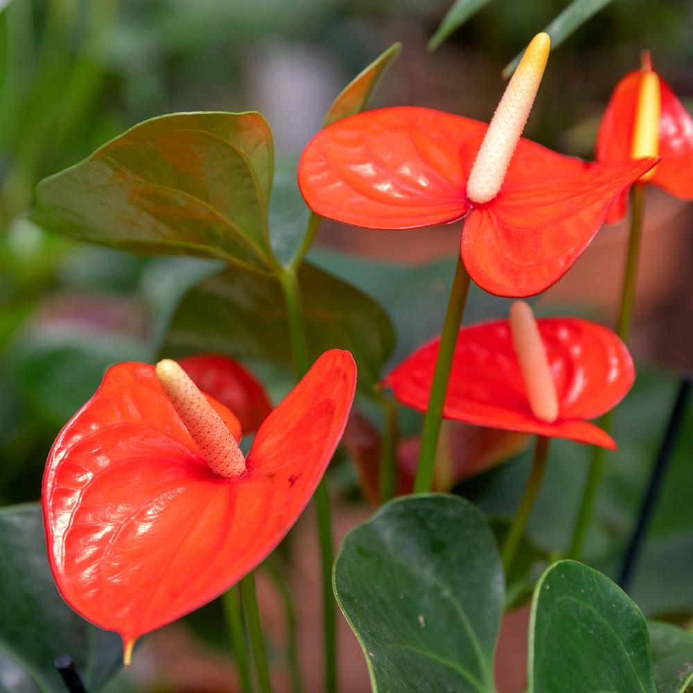 20 Best Indoor Flowering Plants Easiest Flowers To Grow Indoors