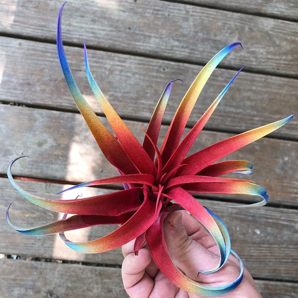 Colored Live Air Plant