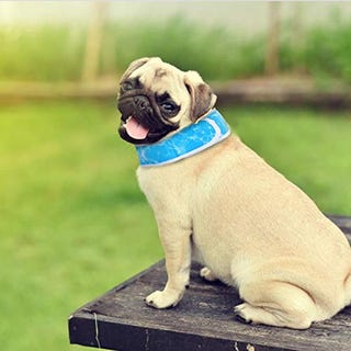 Nobleza cool dog collar |Pack of 2|, dog cool bandana chill out, dogs cooling collar,Ajustable and Breathable Summer dog collar cool,Dog Ice Scarf Blue M, Suitable for Neck from 40cm to 54 cm