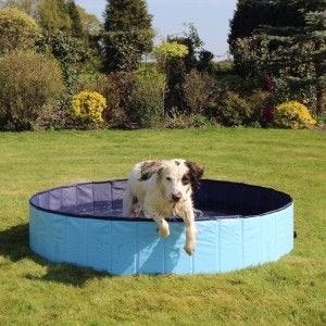 how do you cool down an overheated dog