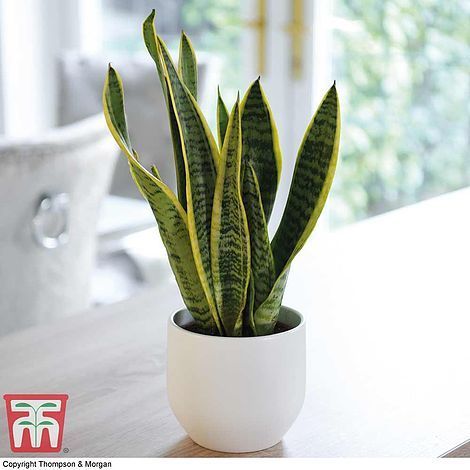 Do indoor plants reduce temperature