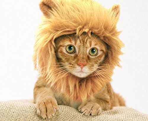 Cat halloween shop costumes for cats