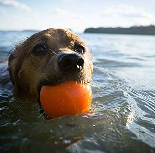 Planet Dog Orbee-Tuff Squeak, un jouet à mâcher avec boule de chien presque indestructible pour mâcher agressivement, fabriqué aux États-Unis, taille moyenne 3 pouces, orange