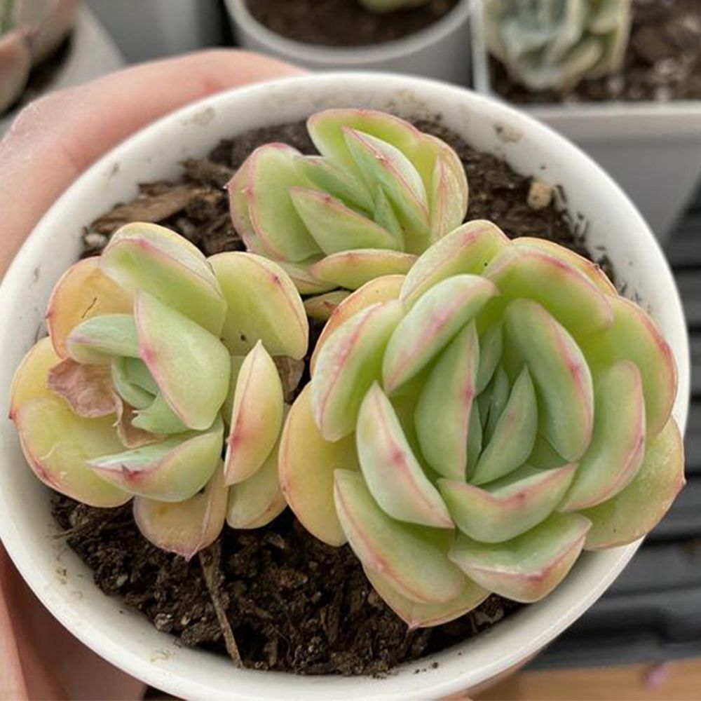 Strawberry Ice Succulents