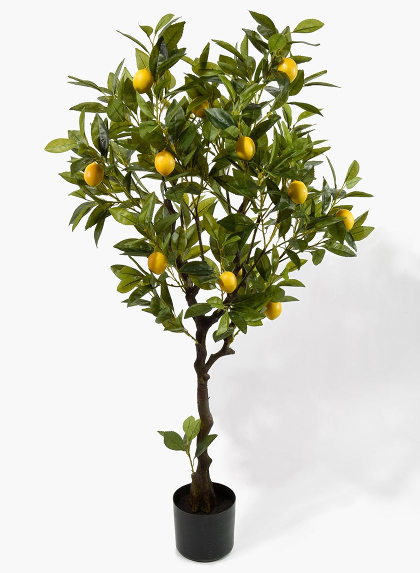47-Inch Lemon Tree