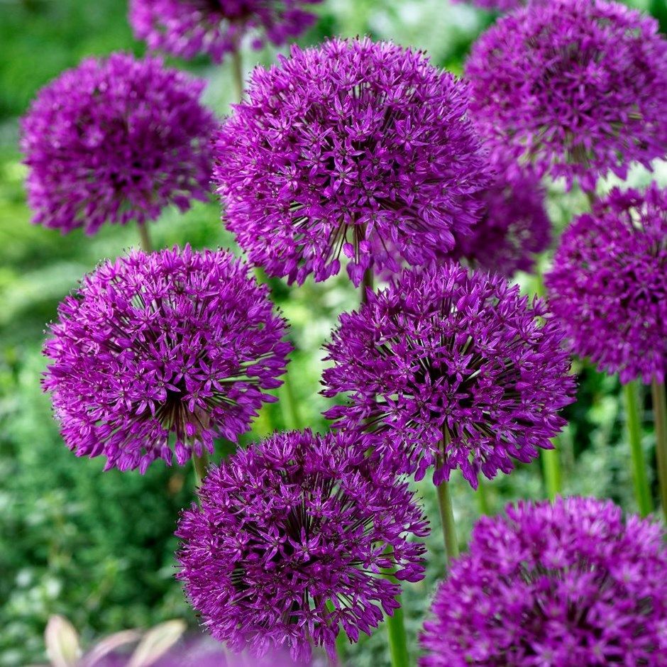 Best Garden Plants For Year Round Colour All Year Round Plants